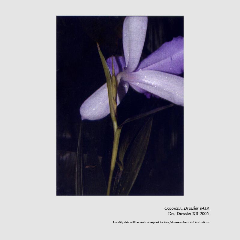 Sobralia andreae